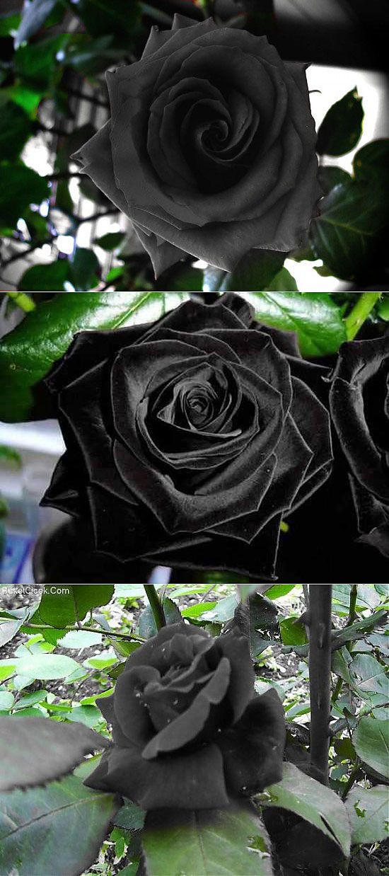 Мистическая красота чёрных роз из Халфети | Изюминки