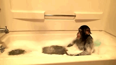 Животные принимающие ванну - самая милая вещь в мире / Питомцы